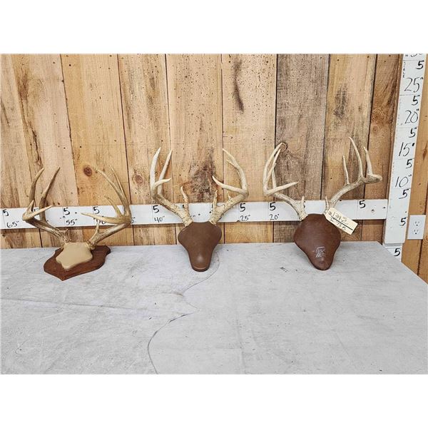 3 Sets Of Whitetail Antlers On Plaques
