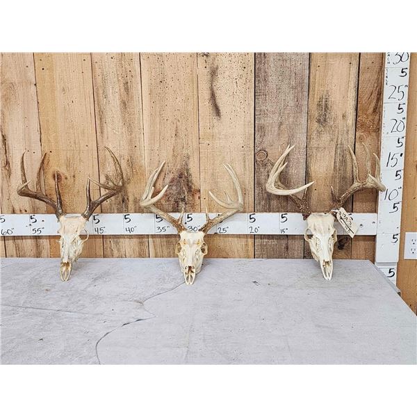 3 Sets Of Whitetail Antlers On Skull