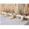 Image 2 : 3 Sets Of Whitetail Antlers On Skull