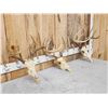 Image 3 : 3 Sets Of Whitetail Antlers On Skull