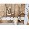Image 4 : 3 Sets Of Whitetail Antlers On Skull