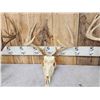 Image 5 : 3 Sets Of Whitetail Antlers On Skull