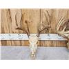 Image 6 : 3 Sets Of Whitetail Antlers On Skull