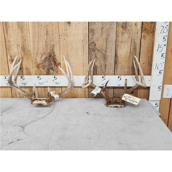 2 Sets Of Whitetail Antlers On Skull Plate