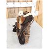Image 10 : Pair Of Paradise Shelducks Full Body Bird Taxidermy