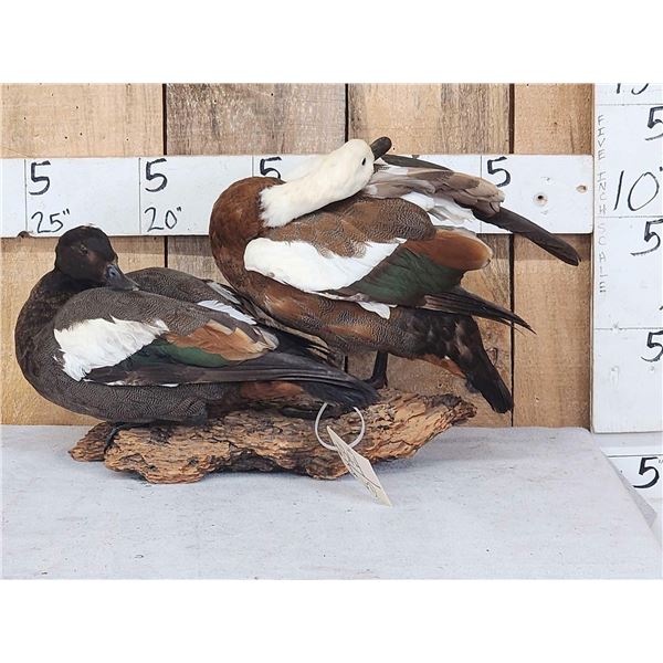 Pair Of Paradise Shelducks Full Body Bird Taxidermy