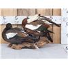 Image 1 : Pair Of Paradise Shelducks Full Body Bird Taxidermy