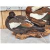 Image 2 : Pair Of Paradise Shelducks Full Body Bird Taxidermy