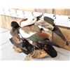 Image 4 : Pair Of Paradise Shelducks Full Body Bird Taxidermy
