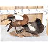 Image 7 : Pair Of Paradise Shelducks Full Body Bird Taxidermy