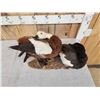 Image 8 : Pair Of Paradise Shelducks Full Body Bird Taxidermy