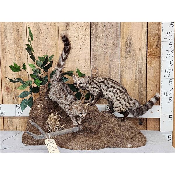 Pair Of African Genet Cats Taxidermy