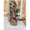 Image 7 : Pair Of African Genet Cats Taxidermy