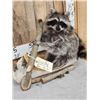 Image 2 : Raccoon In A Birch Bark Canoe Taxidermy