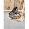 Image 5 : Raccoon In A Birch Bark Canoe Taxidermy