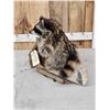 Image 6 : Raccoon In A Birch Bark Canoe Taxidermy