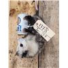 Image 2 : Beer Drinking Opossum Taxidermy Mount
