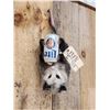 Image 3 : Beer Drinking Opossum Taxidermy Mount