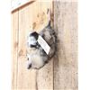 Image 4 : Beer Drinking Opossum Taxidermy Mount