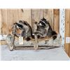 Image 1 : 2 Raccoons In A Birch Bark Canoe