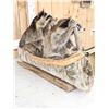 Image 6 : 2 Raccoons In A Birch Bark Canoe