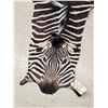 Image 2 : African Plains Zebra Soft Tanned Skin Taxidermy