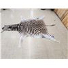 Image 3 : African Plains Zebra Soft Tanned Skin Taxidermy