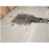Image 4 : African Plains Zebra Soft Tanned Skin Taxidermy