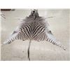 Image 6 : African Plains Zebra Soft Tanned Skin Taxidermy