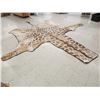 Image 1 : GIANT Giraffe Rug Taxidermy