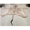 Image 3 : GIANT Giraffe Rug Taxidermy