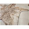 Image 4 : GIANT Giraffe Rug Taxidermy