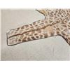 Image 6 : GIANT Giraffe Rug Taxidermy