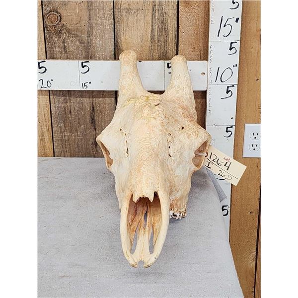 Big Bull Giraffe Skull Taxidermy