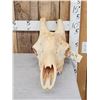 Image 1 : Big Bull Giraffe Skull Taxidermy