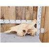 Image 2 : Big Bull Giraffe Skull Taxidermy