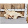 Image 3 : Big Bull Giraffe Skull Taxidermy