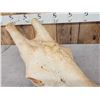 Image 4 : Big Bull Giraffe Skull Taxidermy