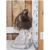 Image 1 : Porcupine Bust Table Top Pedestal Taxidermy Mount