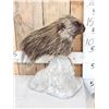 Image 2 : Porcupine Bust Table Top Pedestal Taxidermy Mount