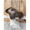 Image 3 : Porcupine Bust Table Top Pedestal Taxidermy Mount