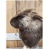 Image 4 : Porcupine Bust Table Top Pedestal Taxidermy Mount