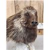 Image 5 : Porcupine Bust Table Top Pedestal Taxidermy Mount