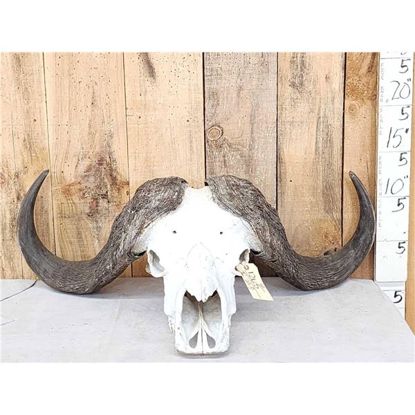 Trophy Class African Cape Buffalo Skull Taxidermy