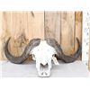 Image 1 : Trophy Class African Cape Buffalo Skull Taxidermy