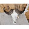 Image 2 : Trophy Class African Cape Buffalo Skull Taxidermy