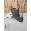 Image 3 : Trophy Class African Cape Buffalo Skull Taxidermy