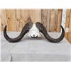 Image 4 : Trophy Class African Cape Buffalo Skull Taxidermy