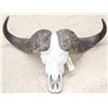 Image 5 : Trophy Class African Cape Buffalo Skull Taxidermy