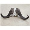 Image 6 : Trophy Class African Cape Buffalo Skull Taxidermy